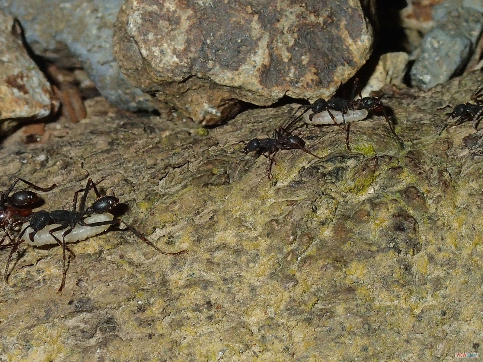 Army Ants transporting eggs Children's Eternal Rain Forest Monteverde Puntarenas Prov. Costa Rica