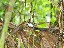 Bicolored Antbird (Gymnopithys leucaspis) Las Cataratas trail in Sky Adventures Arenal near El Castillo Alajuela Prov. Costa Rica 
